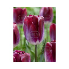 Bulbi Lalea kansas proud - cutie 200 bulbi