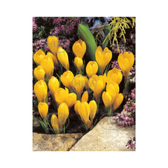 Bulbi crocus large yellow 10 bulbi