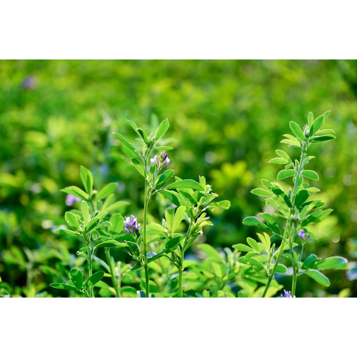 Samanta lucerna - Nefeli 10 kg, 1, hectarul.ro