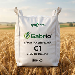 Sămânță certificată grâu de toamnă GABRIO C1 Syngenta tratată cu Celest Extra, Big Bag 500 kg