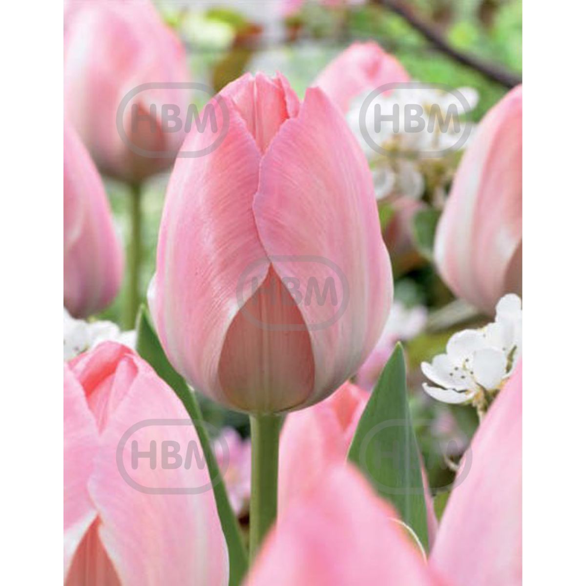 Bulbi de lalea Mystic van Eijk, 5 bulbi, 1, hectarul.ro