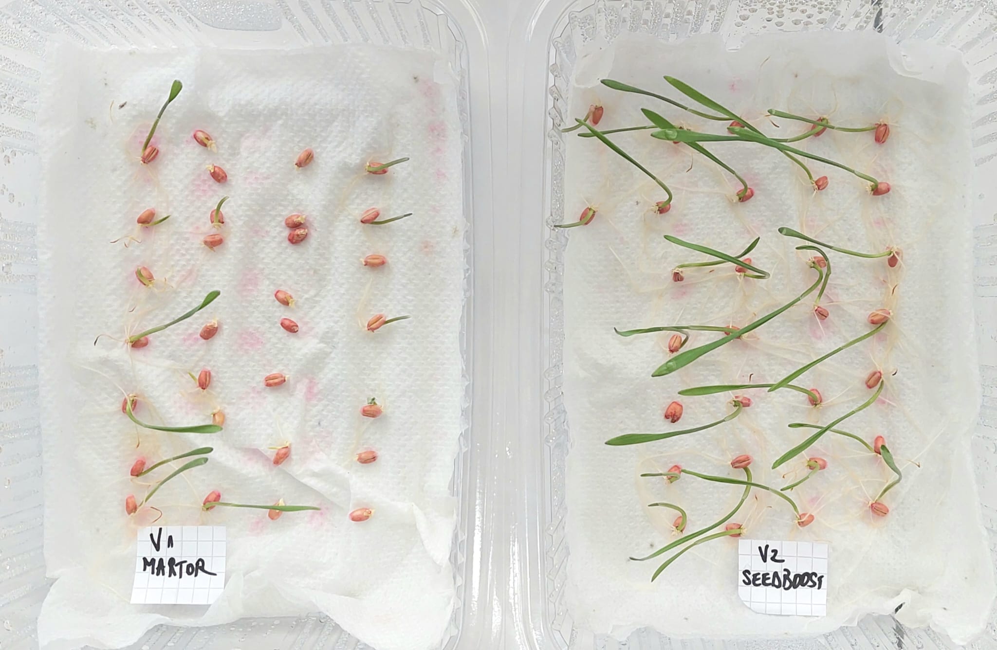 Tratament samanta pe bază de hidrolizat proteic de origine vegetală, macroelemente secundare și microelemente, SEEDBOOST 1L