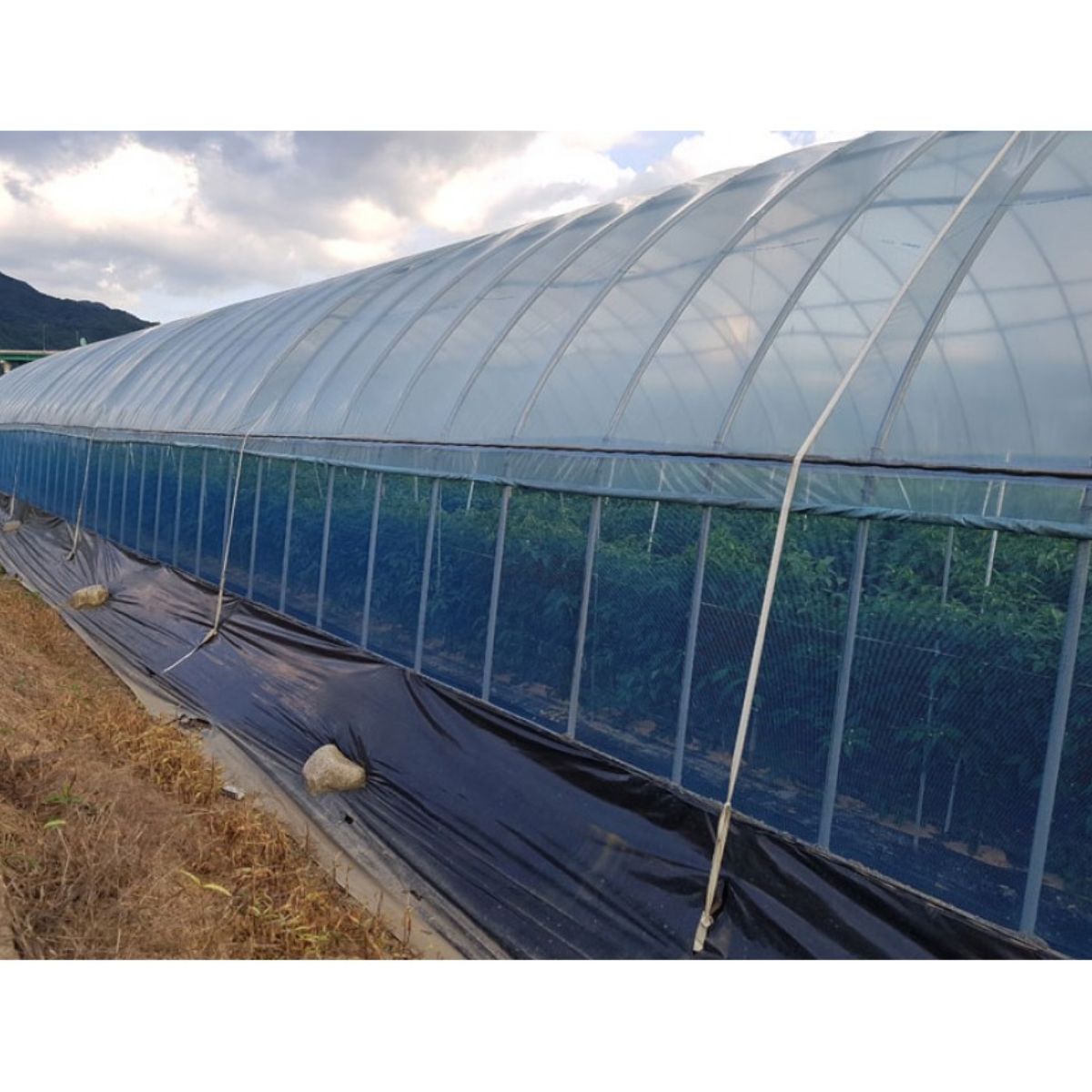 Chinga pentru ancorarea solarului, 2 cm x 500 metri CT0400, 3, hectarul.ro