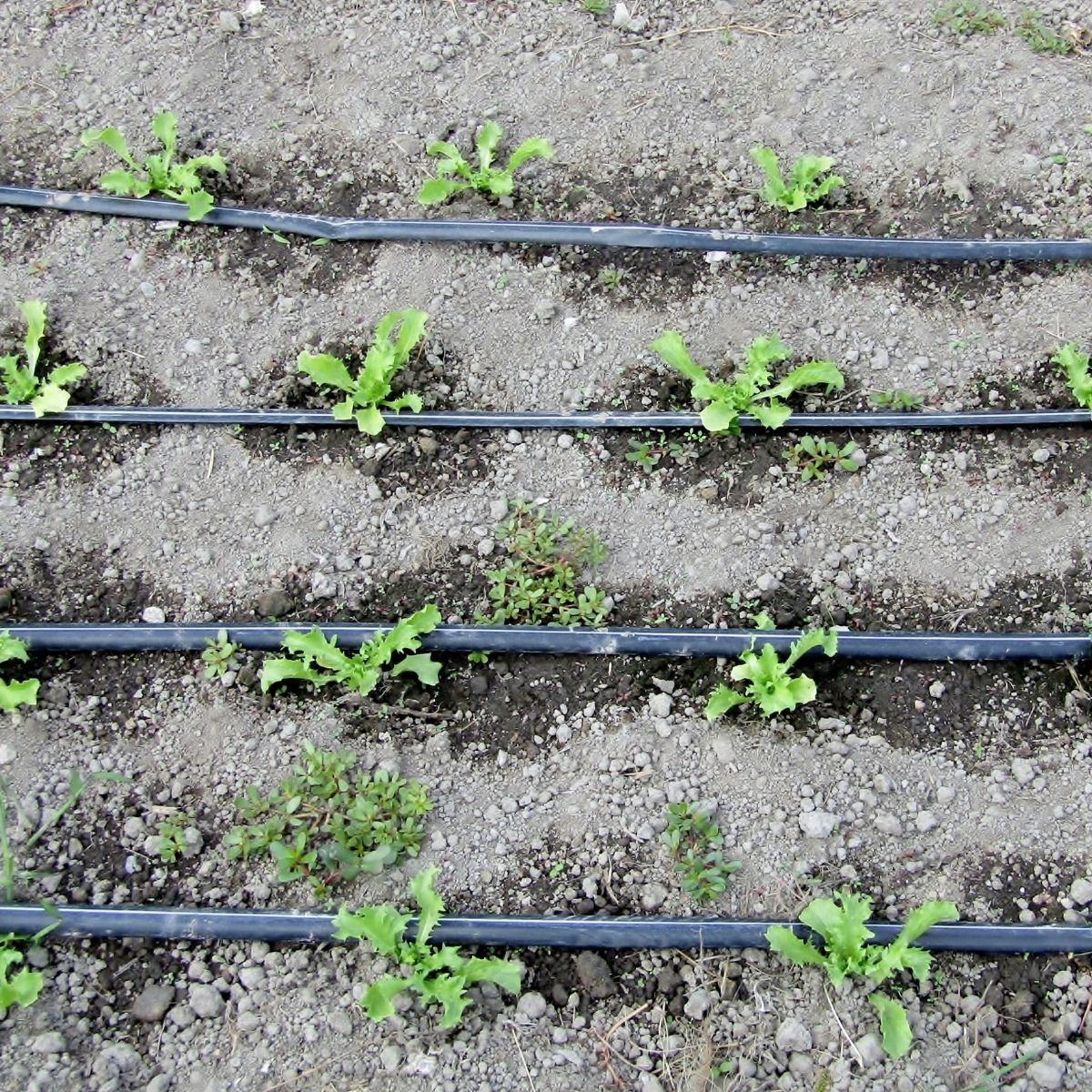Banda de Picurare cu 1 punciuire, distanta intre picuratori 20cm, 150ML, 1, hectarul.ro