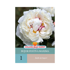 Bujor Festiva Maxima, 1 radacina