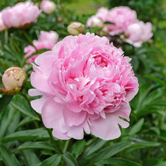 Bujor Pink (Roz), 1 radacina