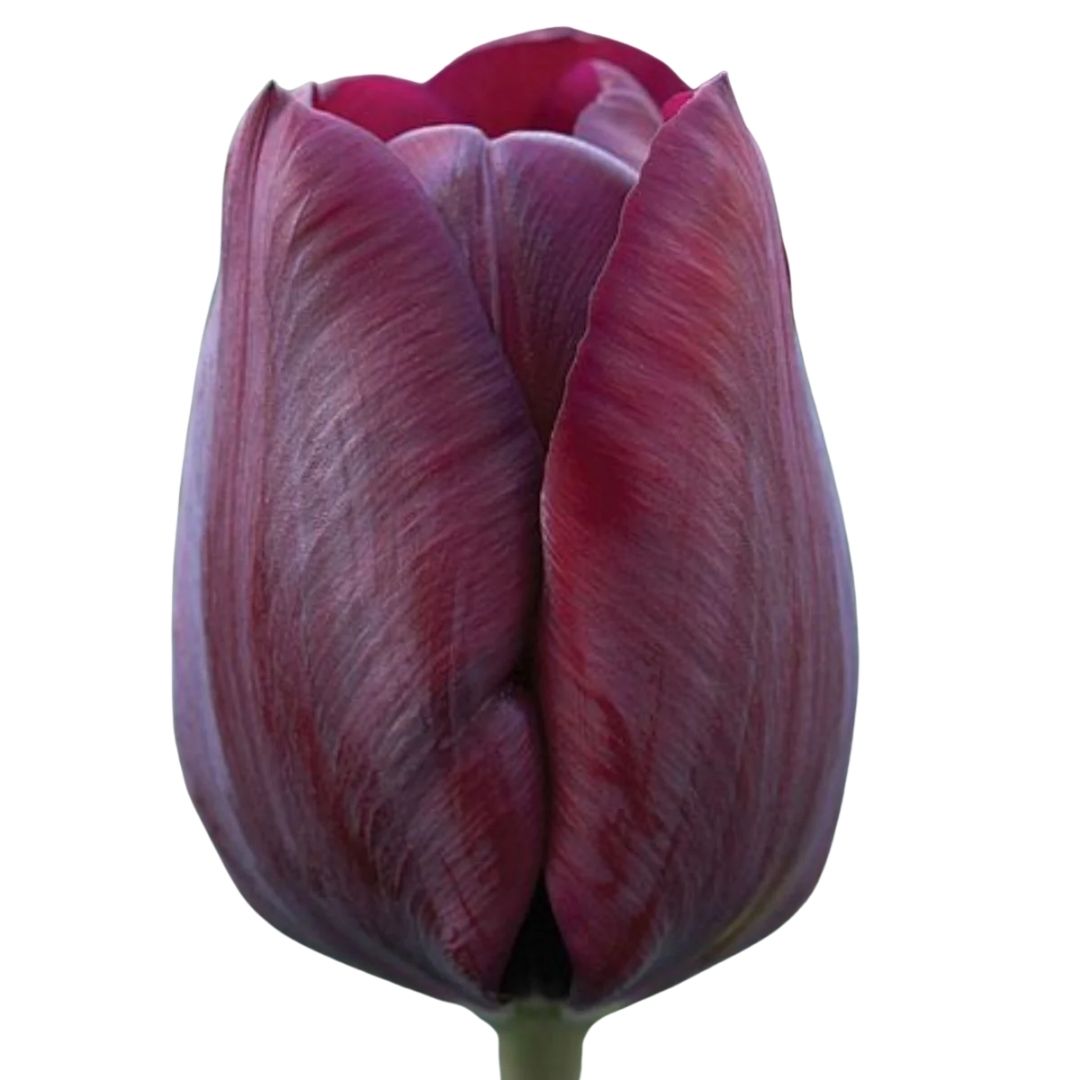 Bulbi de lalele Ronaldo, 5 bulbi, 1, hectarul.ro