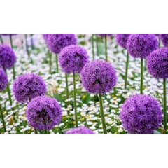 Bulbi Allium - Globuri florale spectaculoase pentru gradina ta