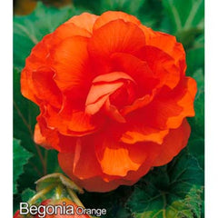 Bulbi de begonie Double Orange, 2 bulbi