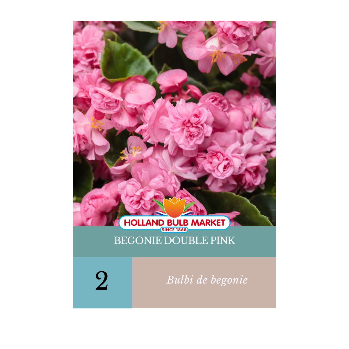 Bulbi de Begonie Double Pink, 2 bulbi, 1, hectarul.ro
