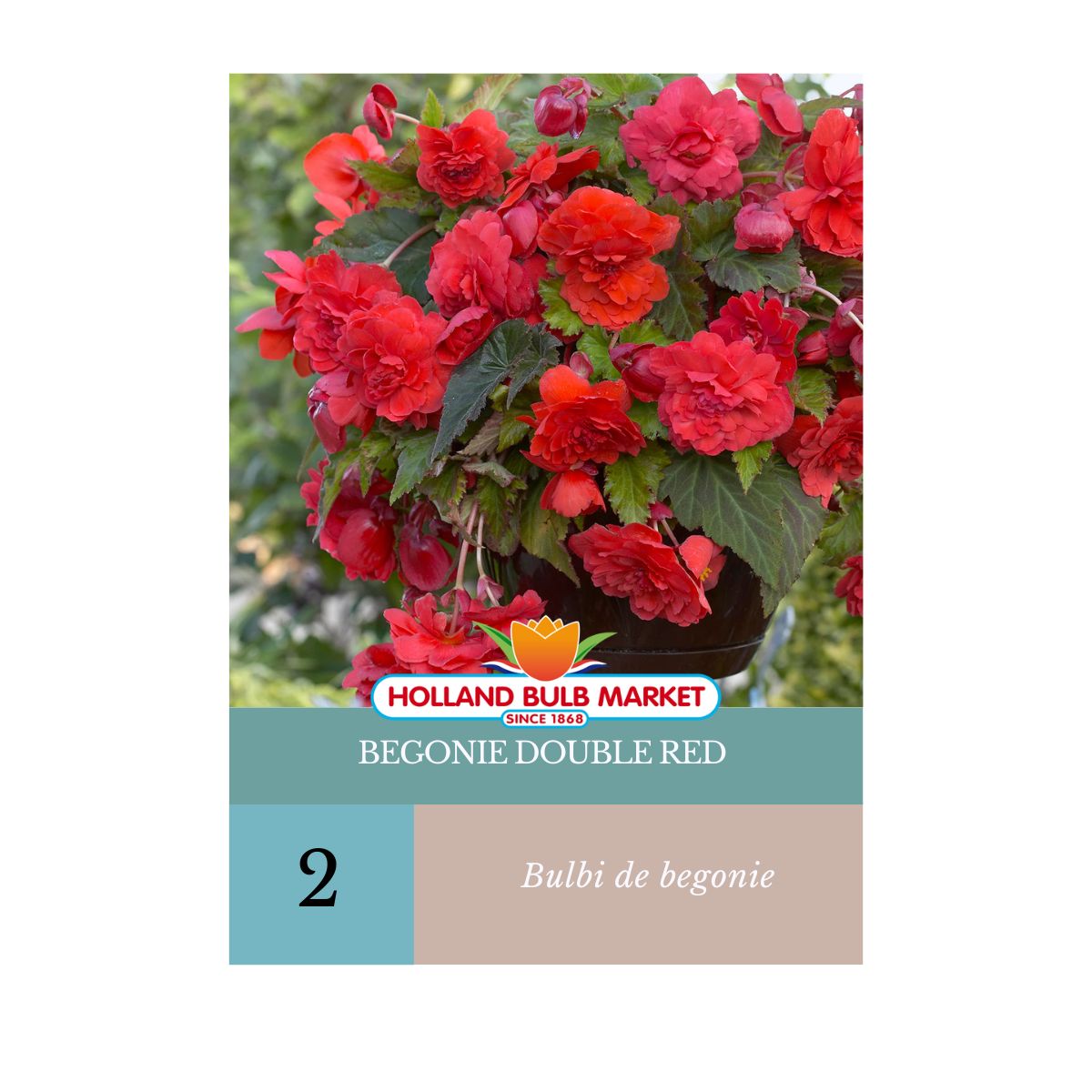Bulbi de Begonie Double Red, 2 bulbi, 1, hectarul.ro