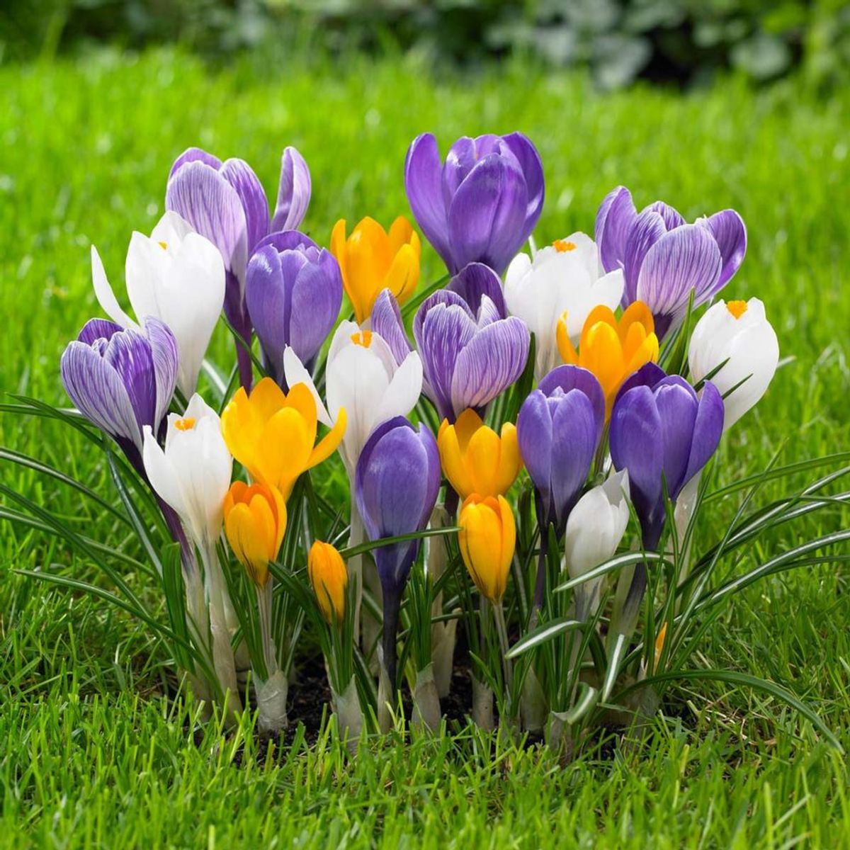 Bulbi de branduse (Crocus) Large MIX, 10 bulbi