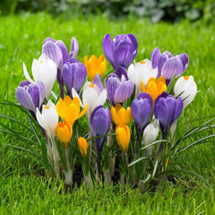 Bulbi de branduse (Crocus) Large MIX, 10 bulbi