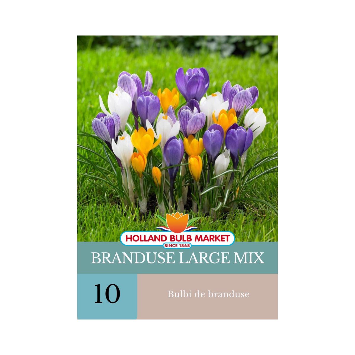 Bulbi de branduse (Crocus) Large MIX, 10 bulbi, 1, hectarul.ro