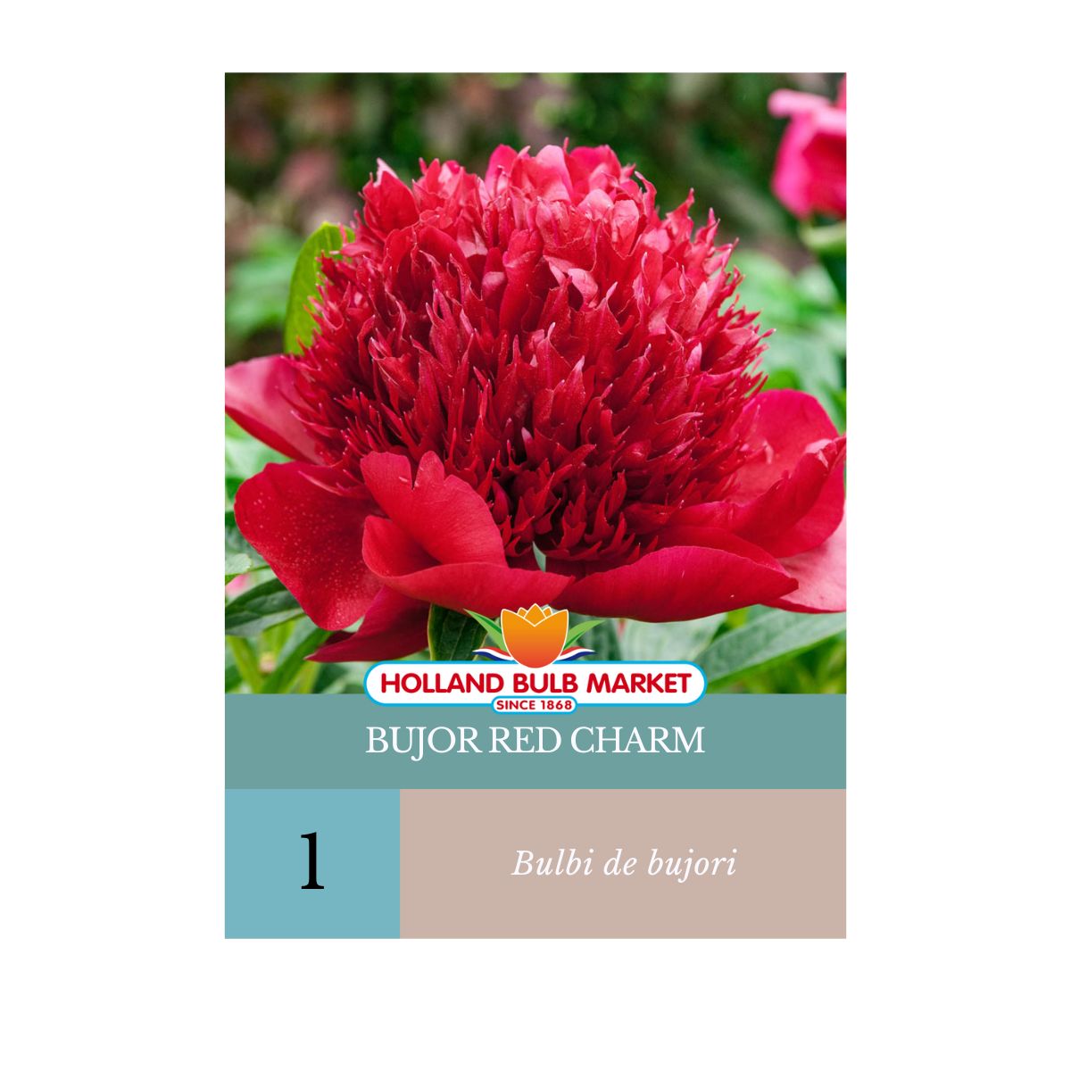 Bulbi de Bujor Red Charm, 1 bucata