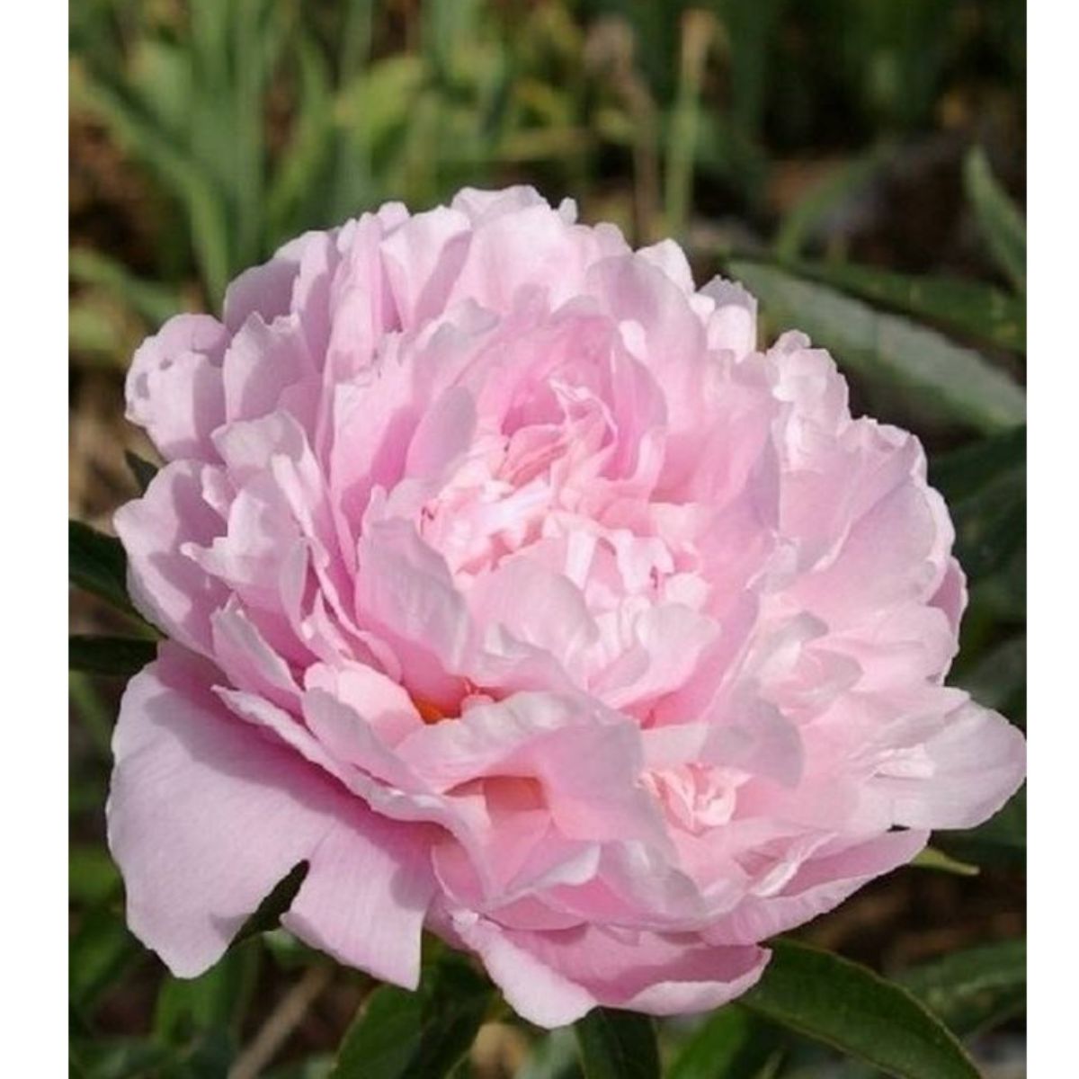 Bulbi de bujor Taff, 1 bulb, 1, hectarul.ro