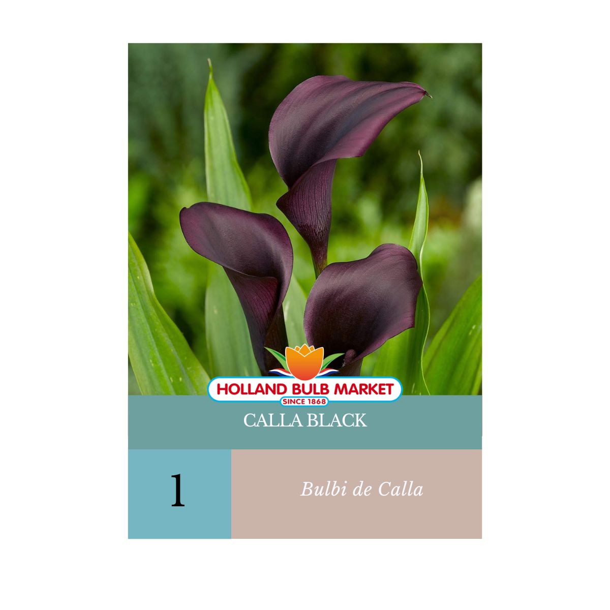 Bulbi de Cala Black, 1 bulb