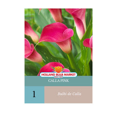 Bulbi de Cala Pink, 1 bulb