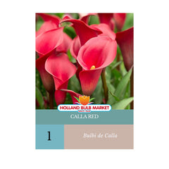 Bulbi de Cala Red, 1 bulb