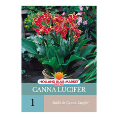 Bulbi de Canna Indica LUCIFER, 1 bulb