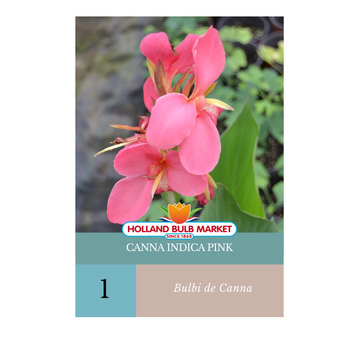 Bulbi de Canna Indica PINK, 1 bulb, 1, hectarul.ro