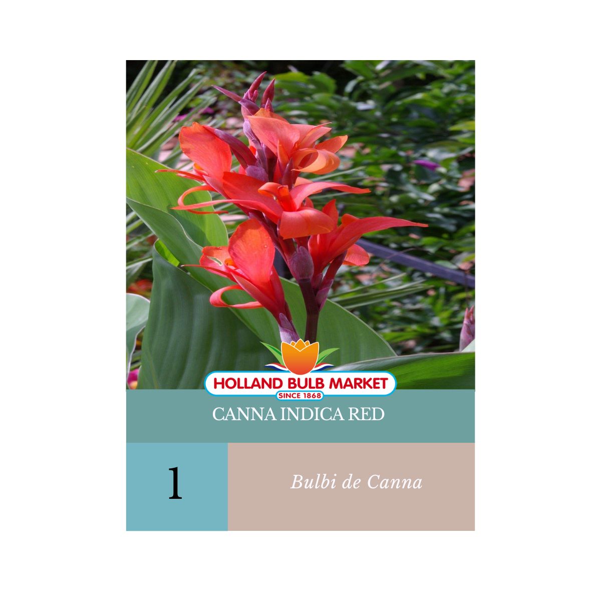 Bulbi de Canna Indica RED, 1 bulb
