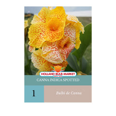 Bulbi de Canna Indica SPOTTED, 1 bulb