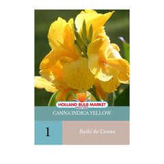 Bulbi de Canna Indica YELLOW, 1 bulb