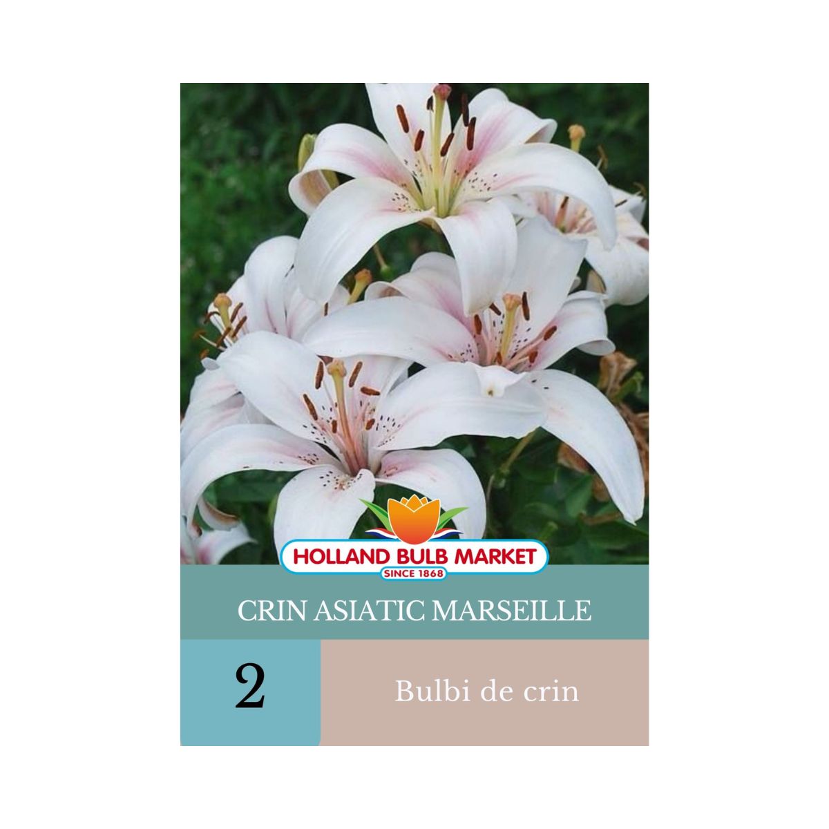 Bulbi de crin asiatic Marseille, 2 bulbi, 1, hectarul.ro
