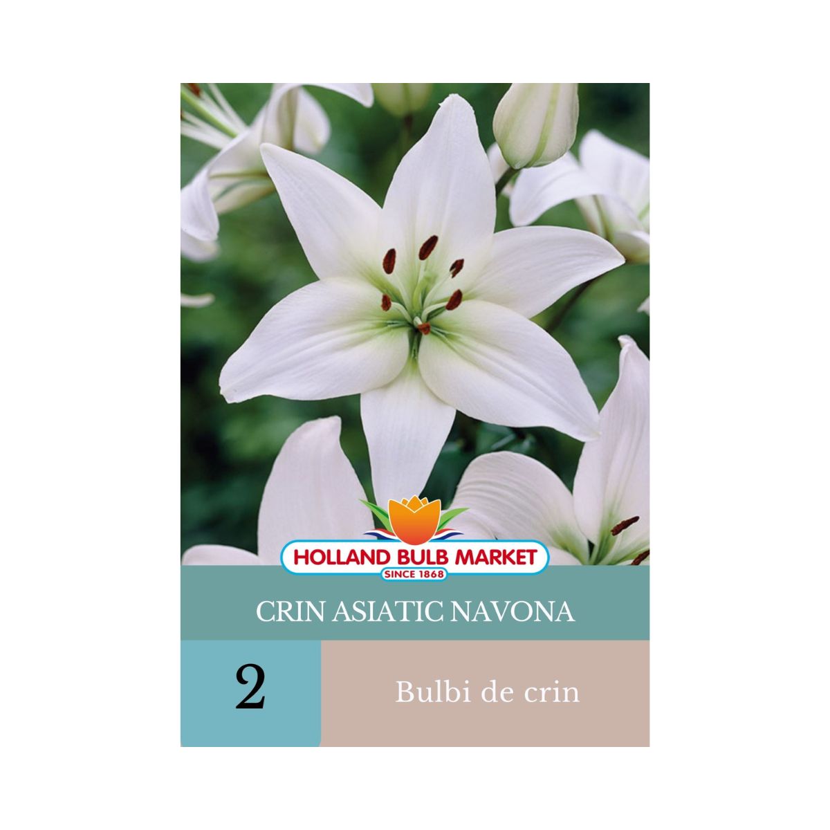 Bulbi de crin asiatic Navona, 2 bulbi, 1, hectarul.ro