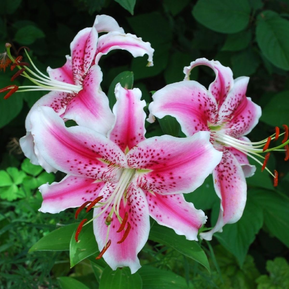 Bulbi de crin oriental Stargazer, 2 bulbi