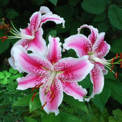 Bulbi de crin oriental Stargazer, 2 bulbi