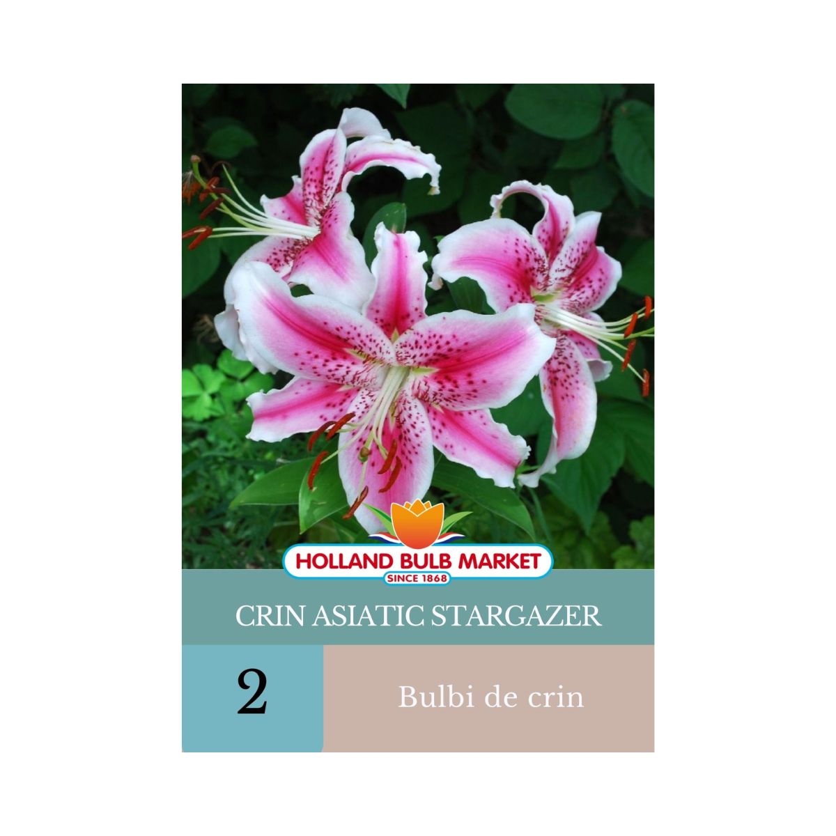 Bulbi de crin oriental Stargazer, 2 bulbi