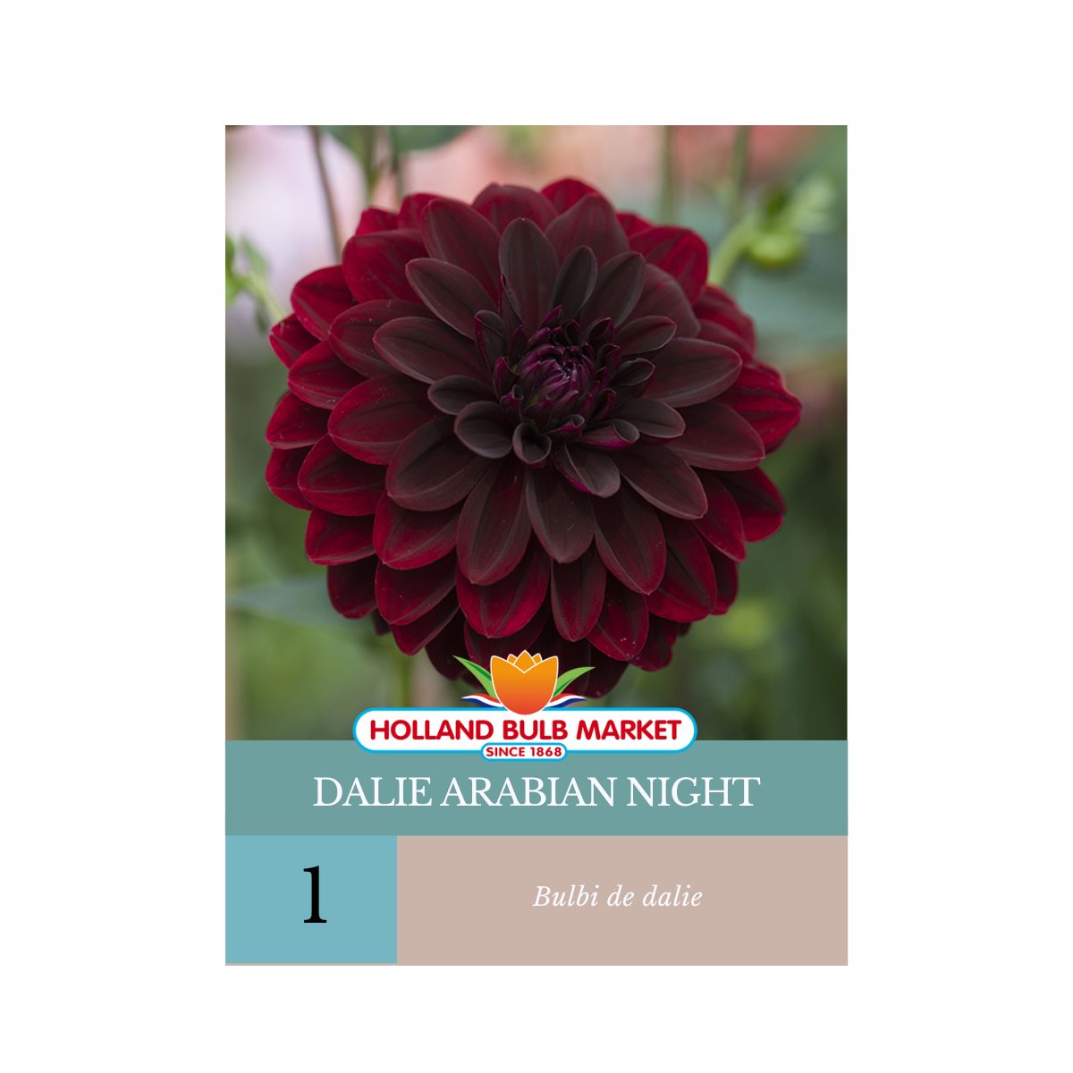 Bulbi de Dalie Arabian Night, 1 bulb, 1, hectarul.ro