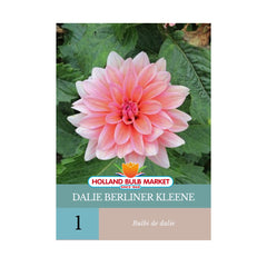 Bulbi de Dalie Berliner Kleene, 1 bulb