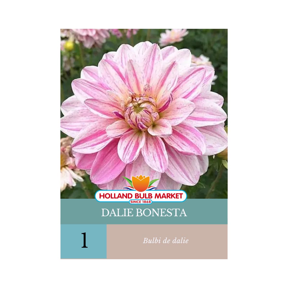 Bulbi de Dalie Bonesta, 1 bulb