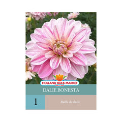 Bulbi de Dalie Bonesta, 1 bulb