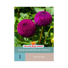 Bulbi de Dalie Boom Boom Purple, 1 bulb