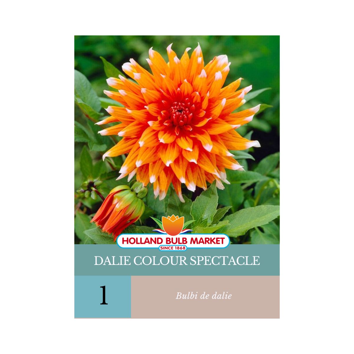 Bulbi de Dalie Colour Spectacle, 1 bulb, 1, hectarul.ro