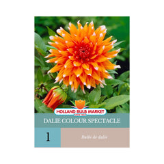 Bulbi de Dalie Colour Spectacle, 1 bulb
