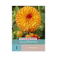 Bulbi de Dalie Sunny Boy, 1 bulb