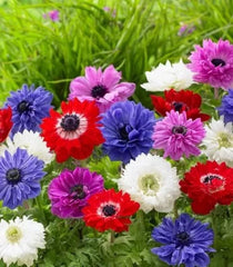 Bulbi de flori St. Brigitte 15 bulbi- Anemone