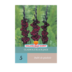 Bulbi de Gladiole Black Jack, 5 bulbi