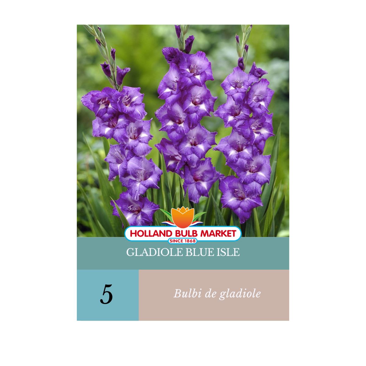 Bulbi de Gladiole Blue Isel, 5 bulbi
