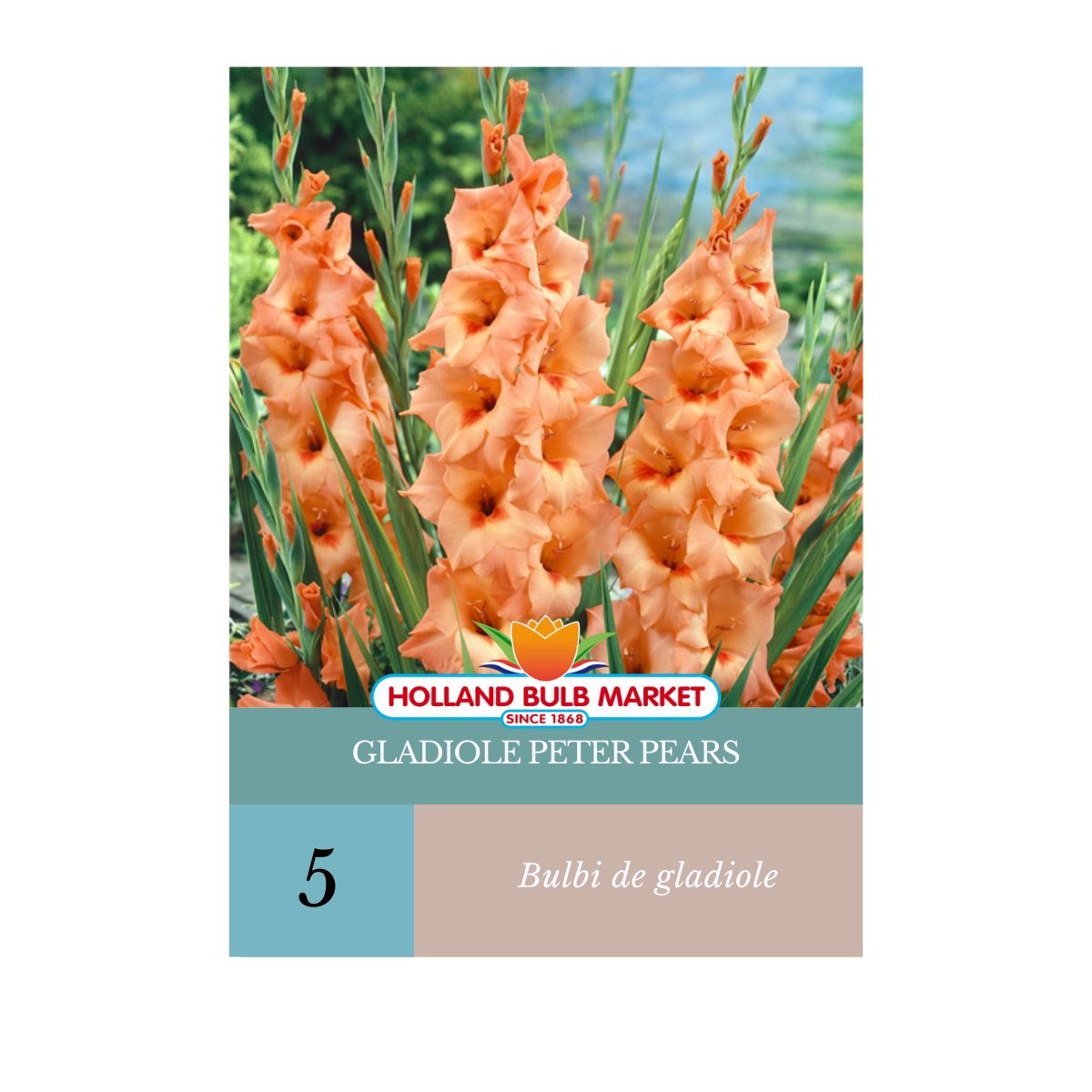 Bulbi de Gladiole Peter Pears, 5 bulbi