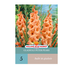 Bulbi de Gladiole Peter Pears, 5 bulbi