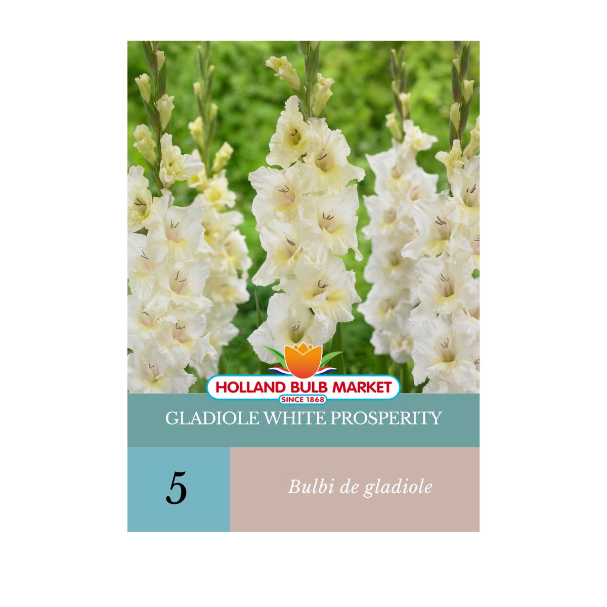 Bulbi de Gladiole White Prosperity 5 bulbi