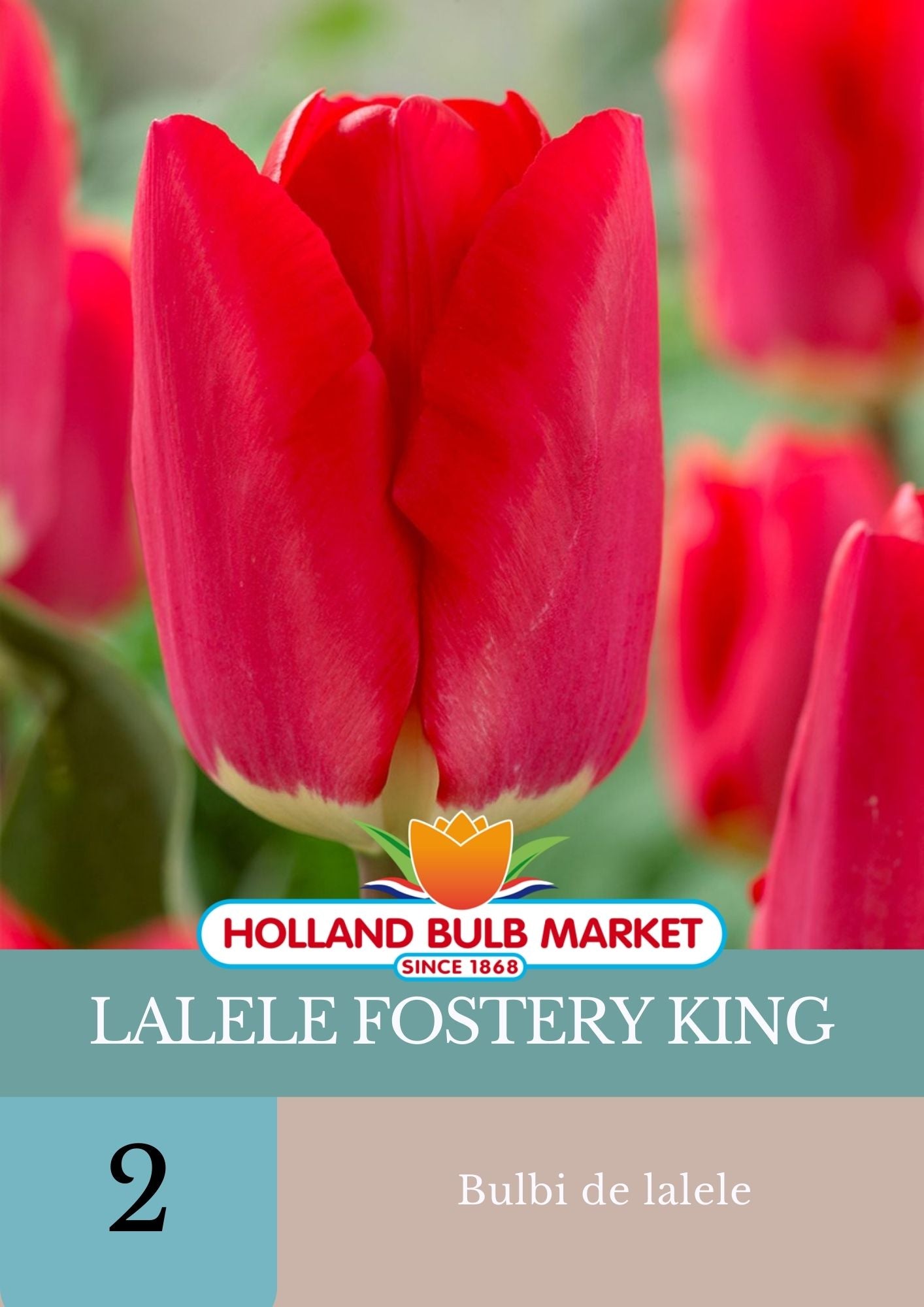 Bulbi de lalele Fostery King, 5 bulbi, 1, hectarul.ro