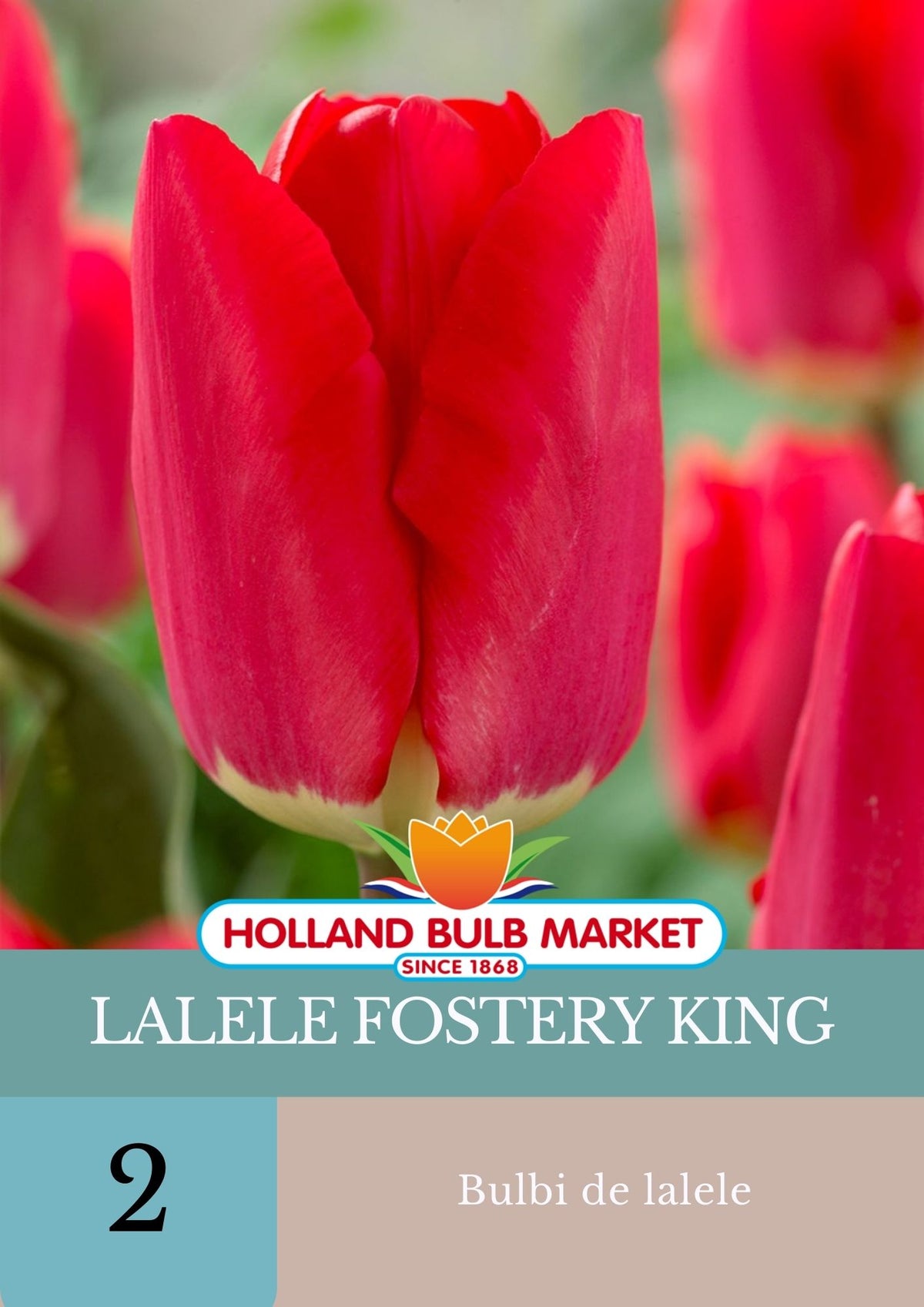 Bulbi de lalele Fostery King, 5 bulbi