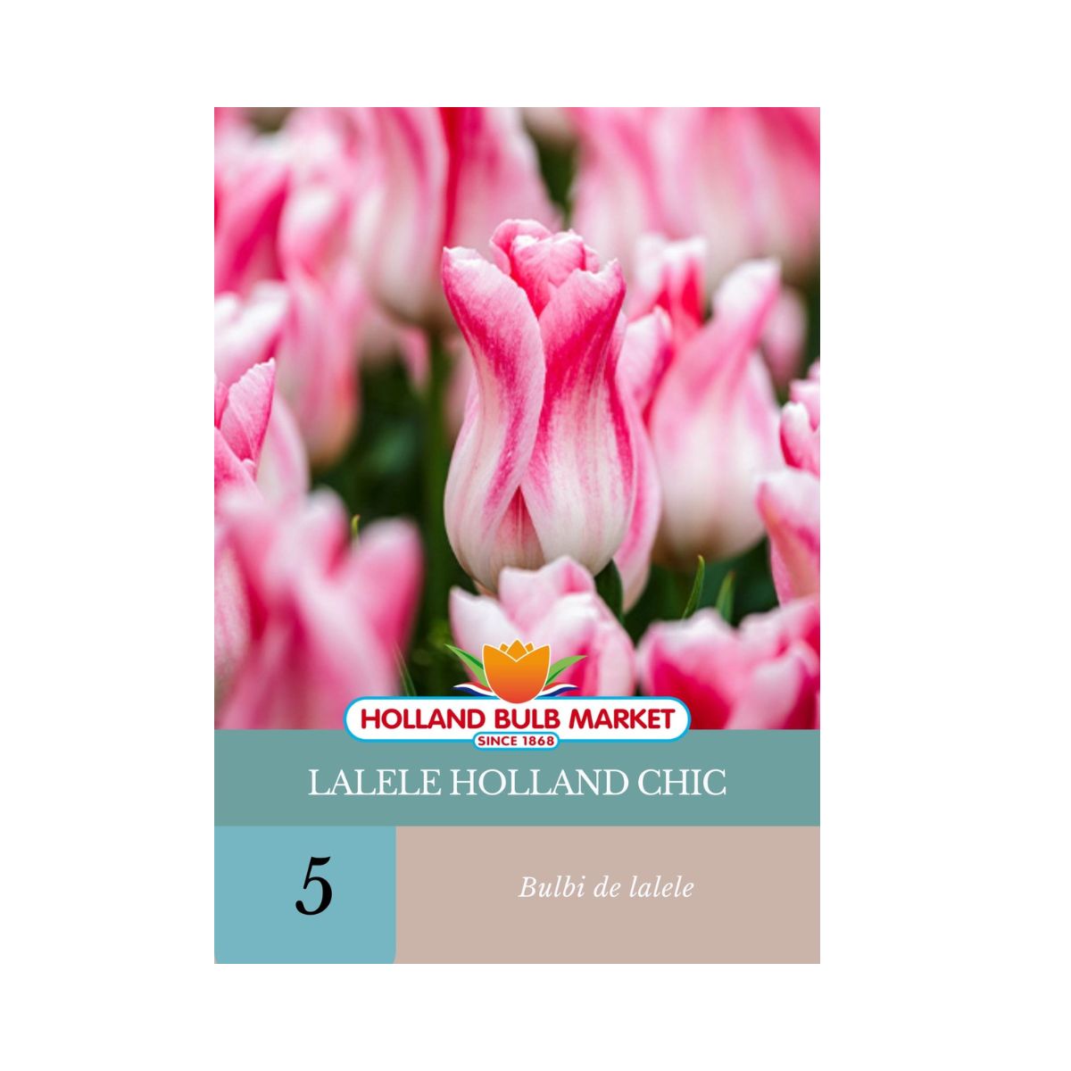 Bulbi de lalele Holland Chic, 5 bulbi